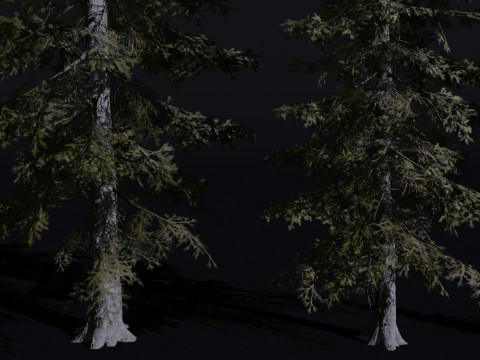 The Sabalpine Fir Tree Modèle 3D