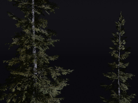 The Sabalpine Fir Tree Modèle 3D