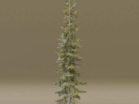 The Sabalpine Fir Tree Modèle 3D