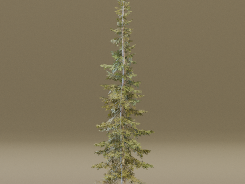 The Sabalpine Fir Tree Modèle 3D