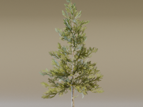 The Sabalpine Fir Tree Modèle 3D