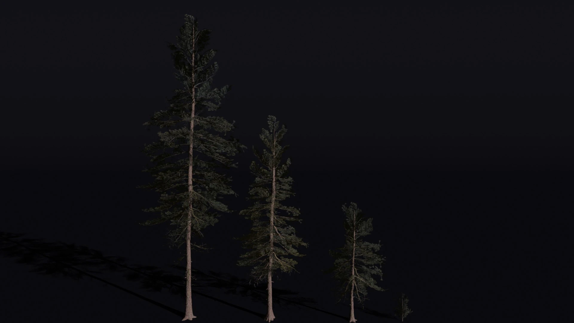 The Scots Pine Tree 3D Model .c4d .max .obj .3ds .fbx .stl .blend 