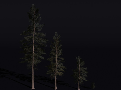 The Scots Pine Tree Modello 3D