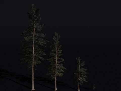 The Scots Pine Tree 3D Model