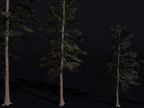 The Scots Pine Tree Model 3D
