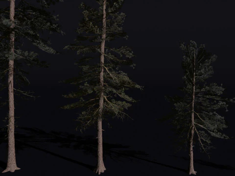 The Scots Pine Tree 3D Model