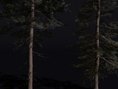 The Scots Pine Tree Model 3D