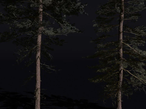 The Scots Pine Tree 3D Model