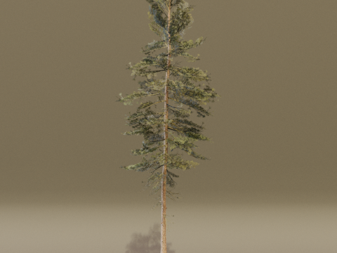 The Scots Pine Tree Model 3D
