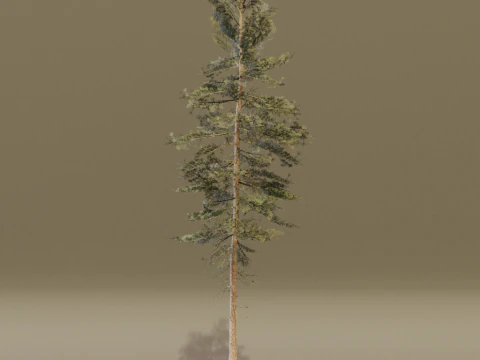 The Scots Pine Tree 3D Model
