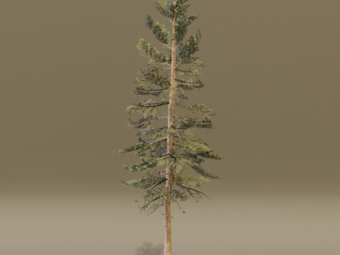 The Scots Pine Tree Model 3D