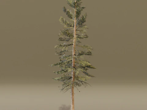 The Scots Pine Tree 3D Model
