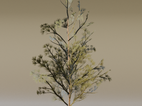 The Scots Pine Tree Model 3D