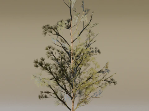 The Scots Pine Tree 3D Model