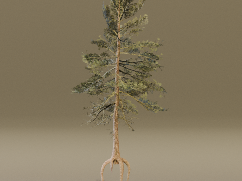The Scots Pine Tree Model 3D