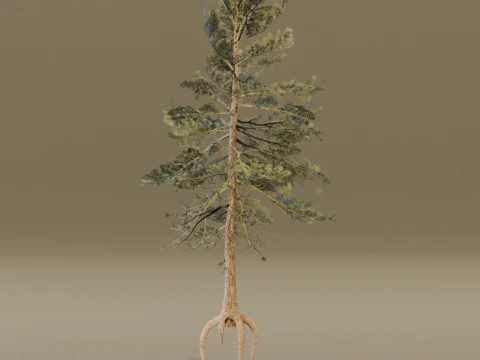 The Scots Pine Tree 3D Model