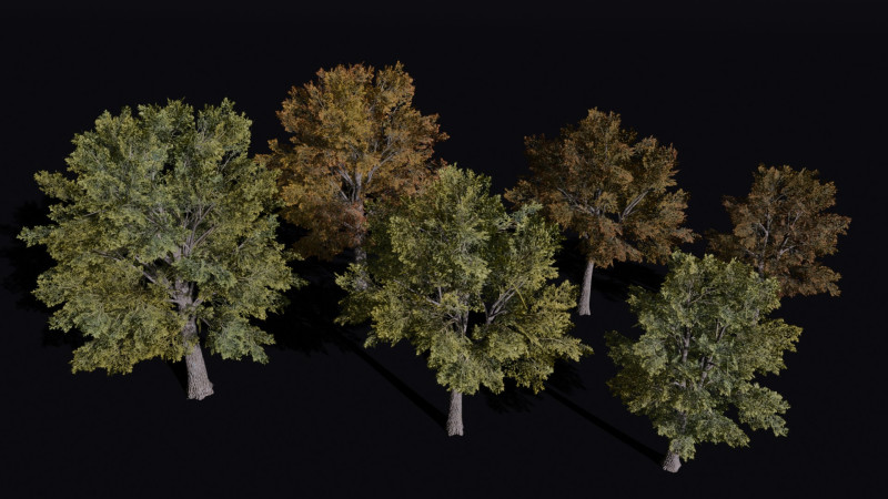 The Siberian Elm Tree 3D Модель .c4d .max .obj .3ds .fbx .stl .blend