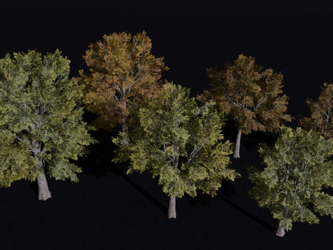 Wiąz syberyjski Model 3D