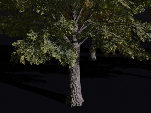 The Siberian Elm Tree 3D Модель