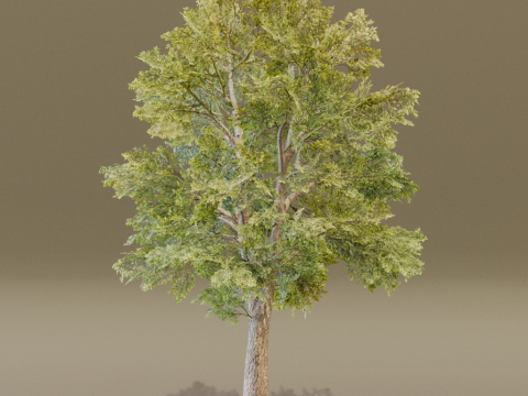 The Siberian Elm Tree 3D Модель