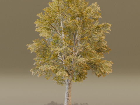 The Siberian Elm Tree 3D Модель