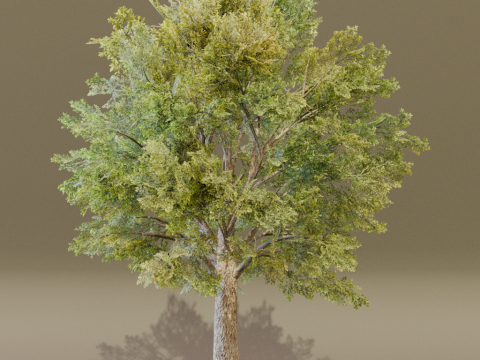 The Siberian Elm Tree 3D Модель