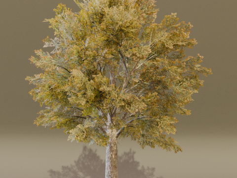 The Siberian Elm Tree 3D Модель