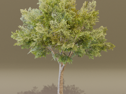 The Siberian Elm Tree 3D Модель