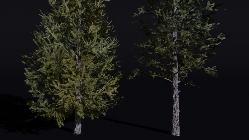 The Siberian Larch Tree 3D Model .c4d .max .obj .3ds .fbx .stl .blend