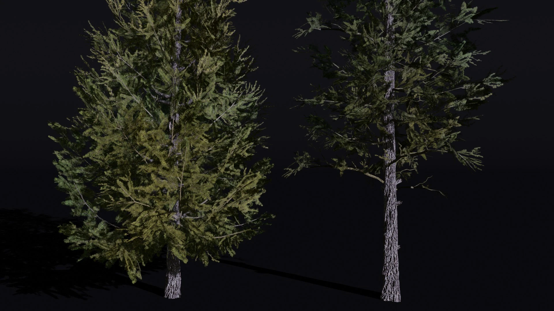 The Siberian Larch Tree 3D Model .c4d .max .obj .3ds .fbx .stl .blend 