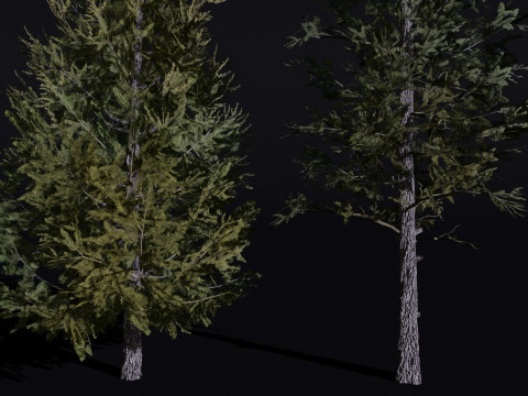 The Siberian Larch Tree Modelo 3D