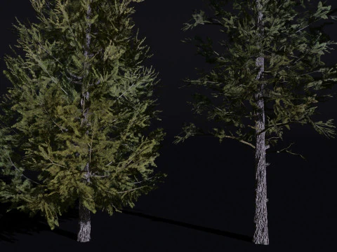 Il larice siberiano Modello 3D