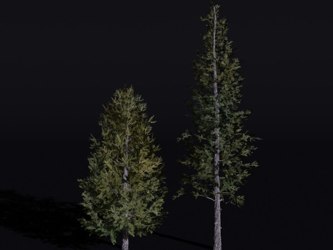 The Siberian Larch Tree 3D Model