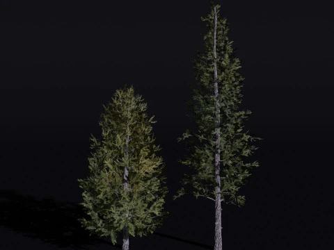 The Siberian Larch Tree 3D Model