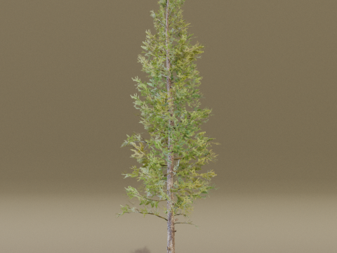 The Siberian Larch Tree 3D Model
