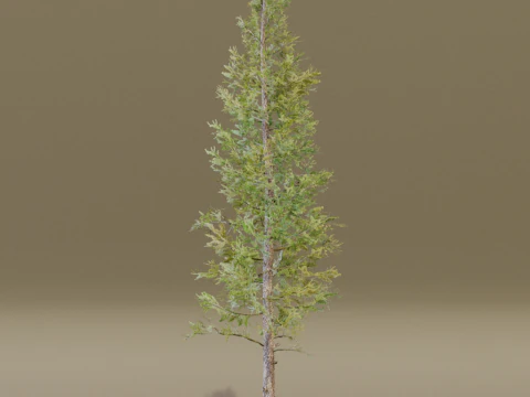 The Siberian Larch Tree 3D Model