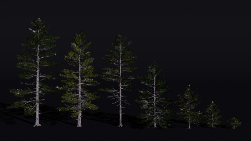 The Siberian Pine Tree Modello 3D .c4d .max .obj .3ds .fbx .stl .blend