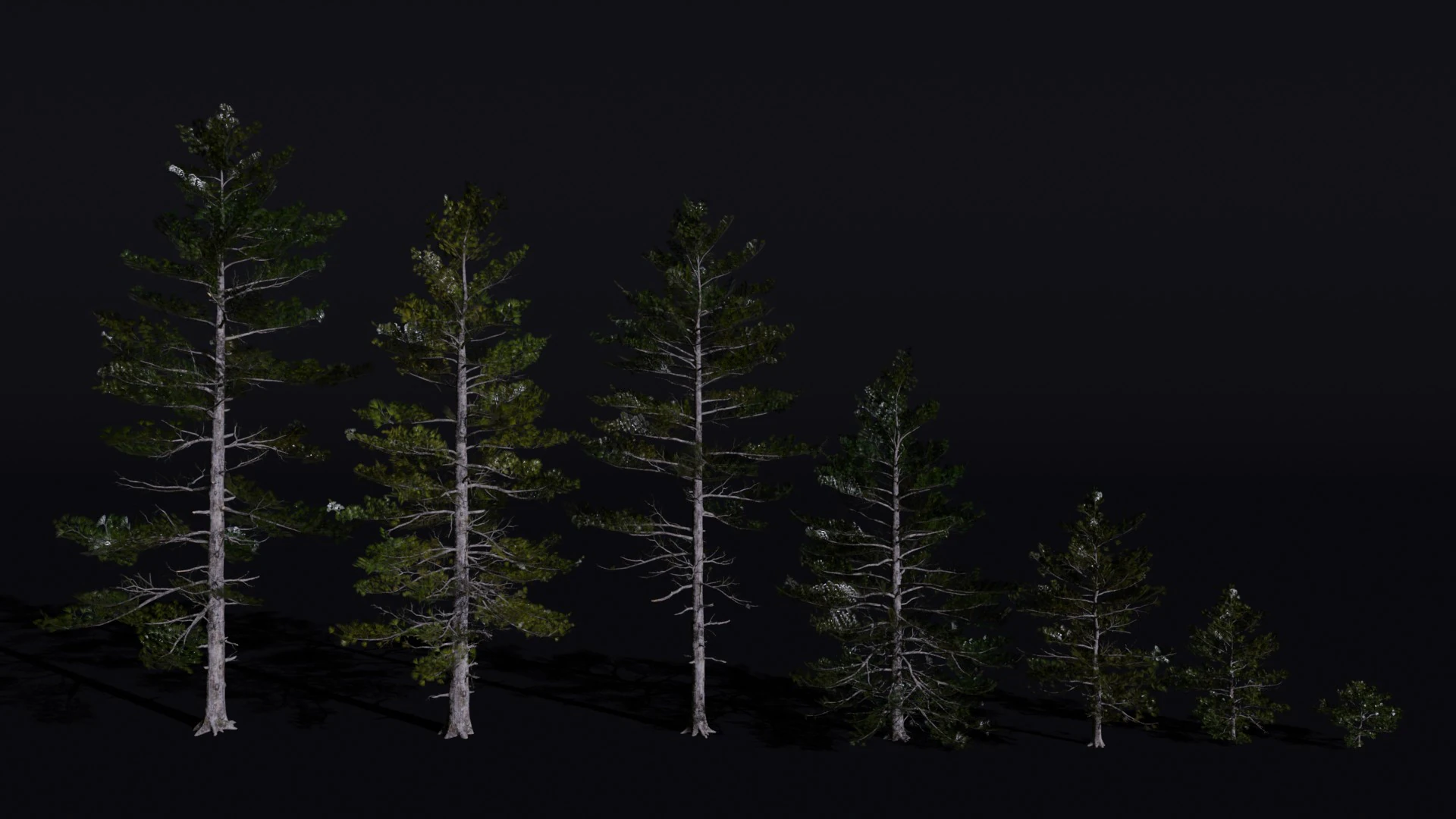 The Siberian Pine Tree 3D Model .c4d .max .obj .3ds .fbx .stl .blend 