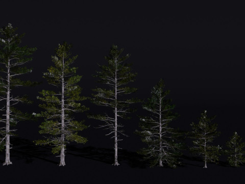 The Siberian Pine Tree 3D Modell