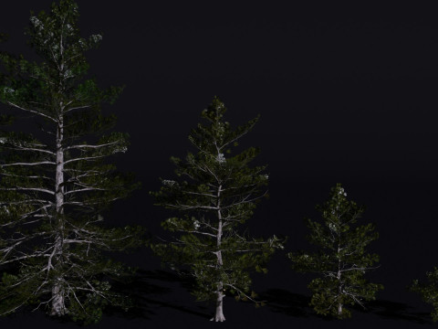The Siberian Pine Tree Modello 3D