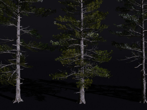 The Siberian Pine Tree Modello 3D