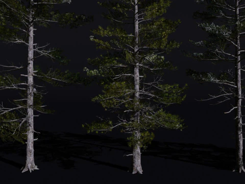The Siberian Pine Tree 3D Model