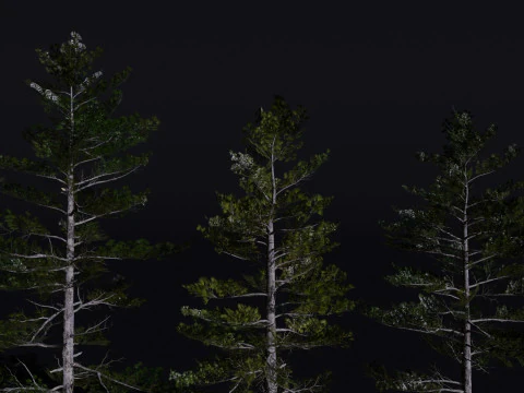 The Siberian Pine Tree 3D Model