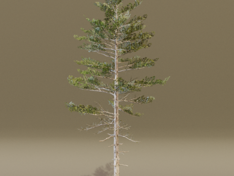 The Siberian Pine Tree Modello 3D