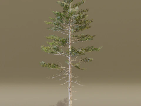 The Siberian Pine Tree 3D Model