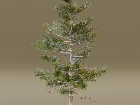 The Siberian Pine Tree 3D Model