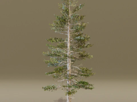 The Siberian Pine Tree 3D Model