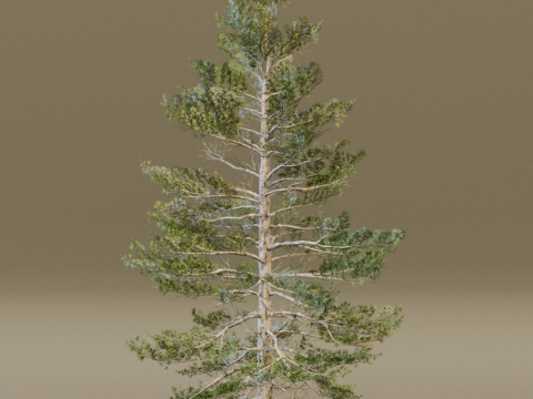 The Siberian Pine Tree Modello 3D