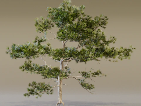 The Siberian Pine Tree 3D Model