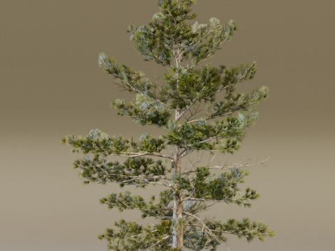 The Siberian Pine Tree Modello 3D